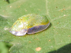Physonota arizonae