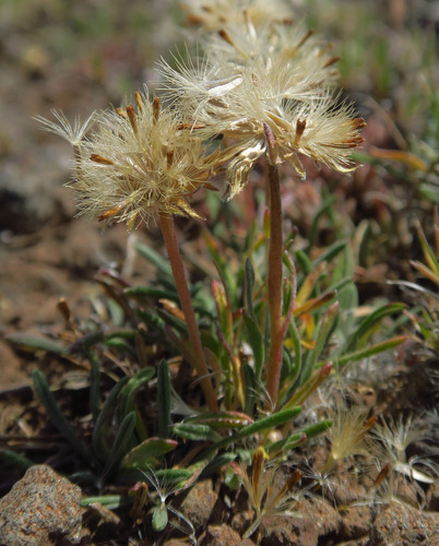 Erigeron filifolius observed 2026-07-28