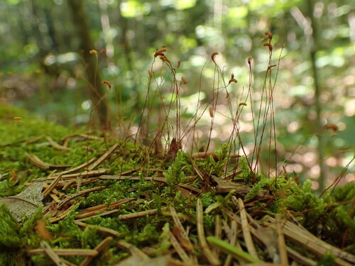 Pseudohygrohypnum fertile observed 2026-07-31