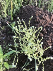 Johnstonella micromeres