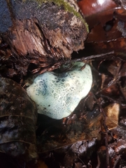 Rossbeevera pachydermis