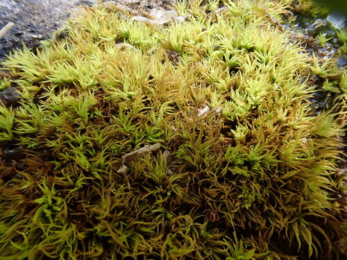 Tortella inclinata, 2026-07-31