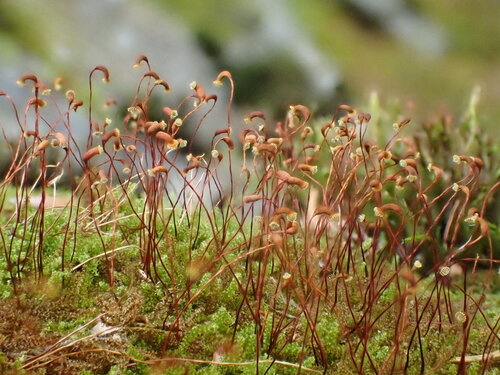 Campylophyllum halleri observed 2026-07-31