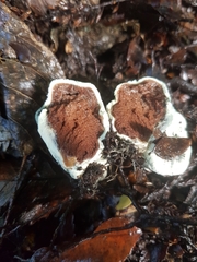 Rossbeevera pachydermis