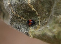 Diomus notescens