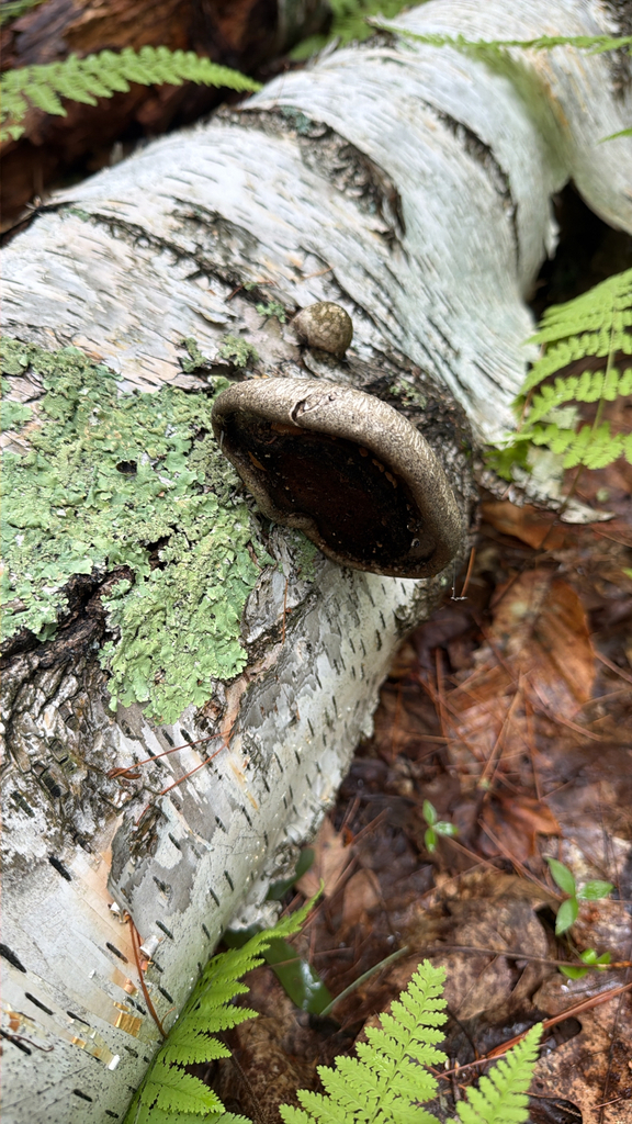 birch polypore · August 2026 · photo: Photo: no rights reserved · iNaturalist