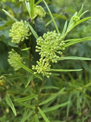 Asclepias hirtella, photograph (c) shzimmer, some rights reserved (CC BY)