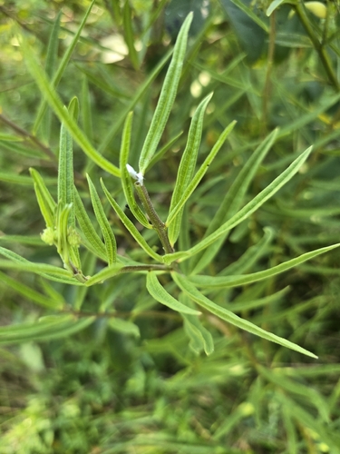 Asclepias hirtella, photograph 6