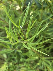 Asclepias hirtella, photograph (c) shzimmer, some rights reserved (CC BY)
