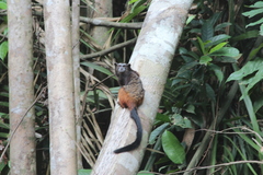 Saguinus weddelli weddelli