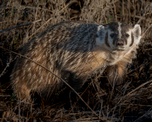 American Badger, photo 3 of 7