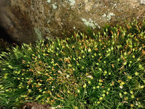 Rhabdoweisia fugax observed 2026-08-01