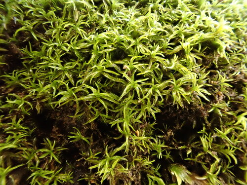 Amphidium mougeotii observed 2026-08-02