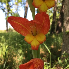 Gladiolus dalenii