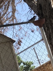 Passer domesticus