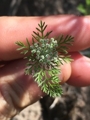 Daucus pusillus