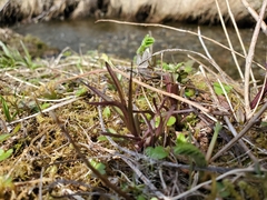 Castilleja unalaschcensis
