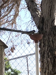 Passer domesticus