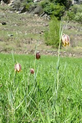 Fritillaria montana
