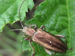 Donacia bicoloricornis