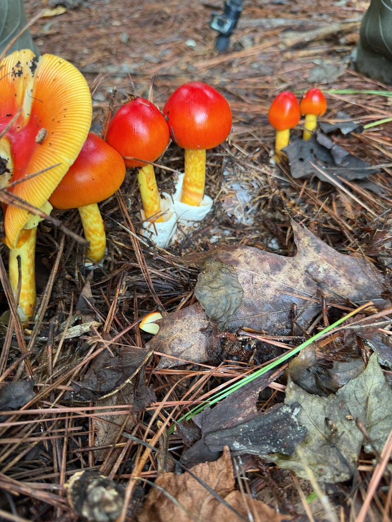 Jackson's slender Caesar · August 2026 · photo: Photo: no rights reserved · iNaturalist