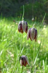Fritillaria montana
