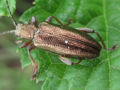 Donacia bicoloricornis
