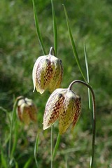 Fritillaria montana