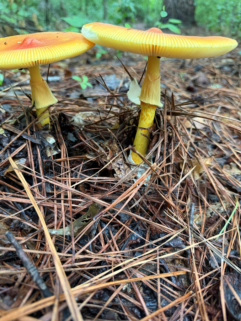 Jackson's slender Caesar · August 2026 · photo: Photo: no rights reserved · iNaturalist