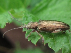 Donacia bicoloricornis