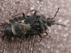 Mezirinae