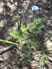 Daucus pusillus