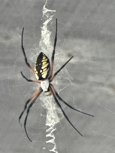 Yellow Garden Spider