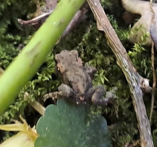 European Toad