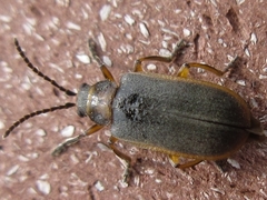 Galerucella nipponensis