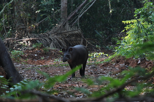 South American Tapir