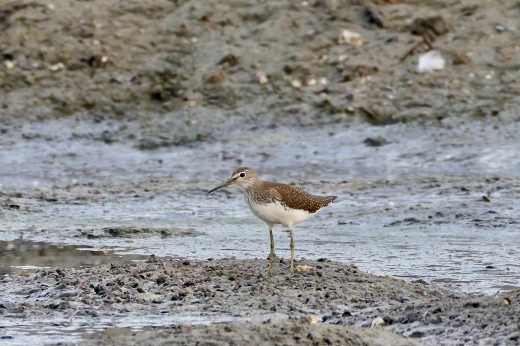 Green Sandpiper