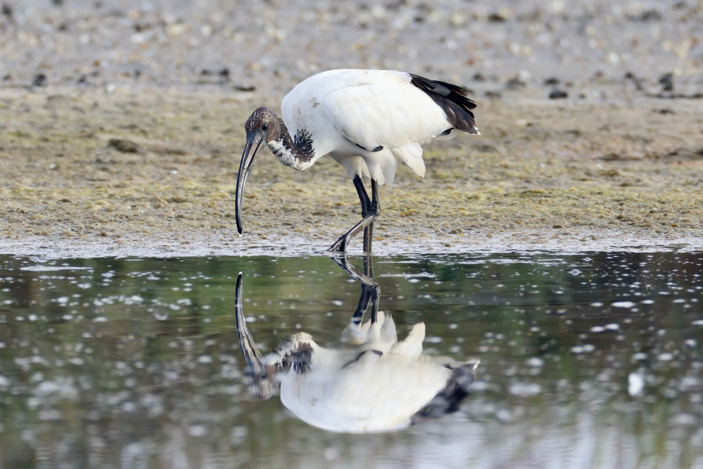 Ibis sacro