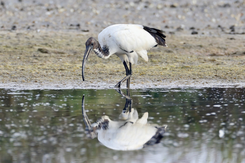 Ibis sacro