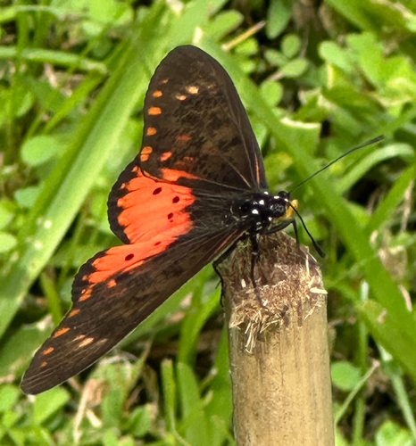 Large Spotted Acraea