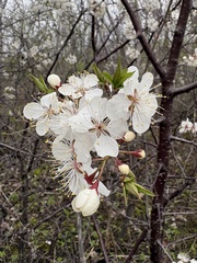 Prunus nigra