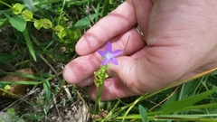 Triodanis