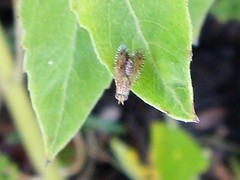 Diptera