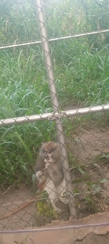 Patas Monkey