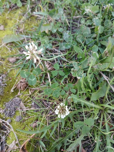 white clover