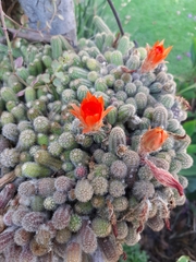 Lobivia silvestrii