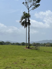 Sabal mauritiiformis