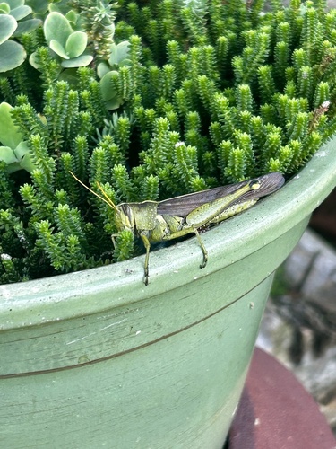 Obscure Bird Grasshopper