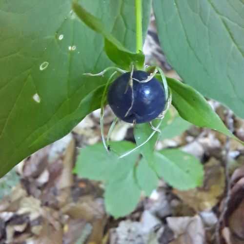Herb Paris