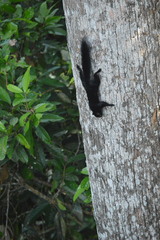 Callosciurus prevostii